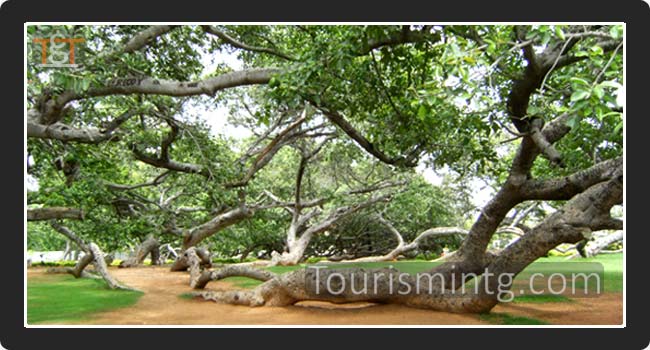 PillalaMarri, mahabubnagar Tourism Places, TG