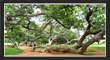 PillalaMarri, TS Tourism, Telangana.