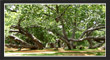 PillalaMarri, TS Tourism, Telangana.