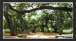 PillalaMarri, TS Tourism, Telangana.