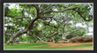 PillalaMarri, TS Tourism, Telangana.