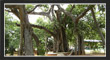 PillalaMarri, TS Tourism, Telangana.