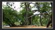 PillalaMarri, TS Tourism, Telangana.