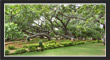 PillalaMarri, TS Tourism, Telangana.
