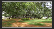PillalaMarri, TS Tourism, Telangana.