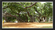 PillalaMarri, TS Tourism, Telangana.