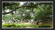 PillalaMarri, TS Tourism, Telangana.