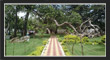 PillalaMarri, TS Tourism, Telangana.