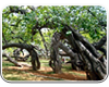 Pillalamarri, Mahabubnagar